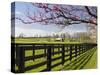 Redbud Trees in Full Bloom, Lexington, Kentucky, Usa-Adam Jones-Stretched Canvas