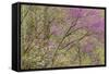 Redbud Trees in Spring Bloom, Great Smoky Mountains National Park, Tennessee-Adam Jones-Framed Stretched Canvas