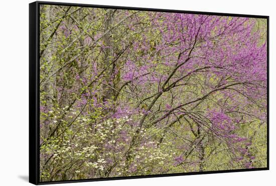 Redbud Trees in Spring Bloom, Great Smoky Mountains National Park, Tennessee-Adam Jones-Framed Stretched Canvas