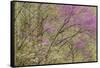 Redbud Trees in Spring Bloom, Great Smoky Mountains National Park, Tennessee-Adam Jones-Framed Stretched Canvas