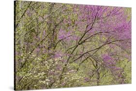 Redbud Trees in Spring Bloom, Great Smoky Mountains National Park, Tennessee-Adam Jones-Stretched Canvas