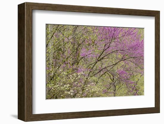 Redbud Trees in Spring Bloom, Great Smoky Mountains National Park, Tennessee-Adam Jones-Framed Photographic Print