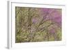 Redbud Trees in Spring Bloom, Great Smoky Mountains National Park, Tennessee-Adam Jones-Framed Photographic Print