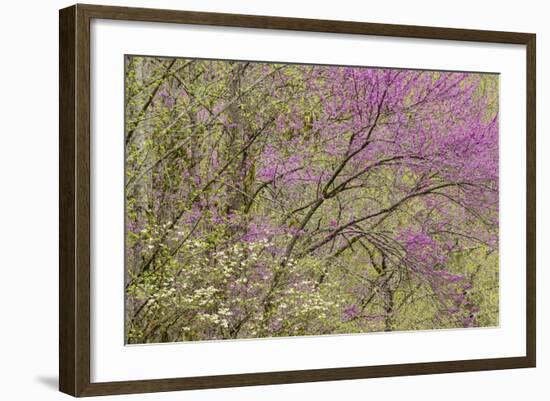 Redbud Trees in Spring Bloom, Great Smoky Mountains National Park, Tennessee-Adam Jones-Framed Photographic Print