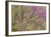 Redbud Trees in Spring Bloom, Great Smoky Mountains National Park, Tennessee-Adam Jones-Framed Photographic Print