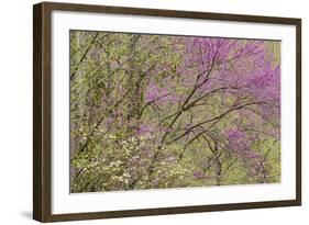 Redbud Trees in Spring Bloom, Great Smoky Mountains National Park, Tennessee-Adam Jones-Framed Photographic Print