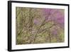 Redbud Trees in Spring Bloom, Great Smoky Mountains National Park, Tennessee-Adam Jones-Framed Photographic Print