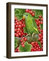 Redcurrant-Parakeet, 1995-Ditz-Framed Giclee Print