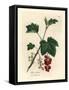 Redcurrant Tree, Ribes Rubrum-James Sowerby-Framed Stretched Canvas