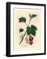 Redcurrant Tree, Ribes Rubrum-James Sowerby-Framed Giclee Print