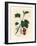 Redcurrant Tree, Ribes Rubrum-James Sowerby-Framed Giclee Print