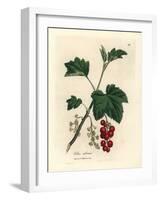 Redcurrant Tree, Ribes Rubrum-James Sowerby-Framed Giclee Print