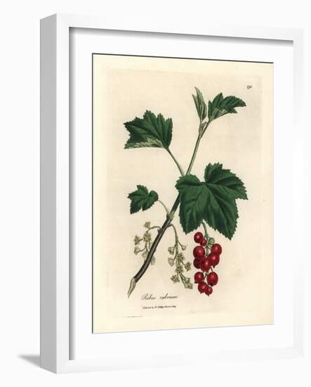 Redcurrant Tree, Ribes Rubrum-James Sowerby-Framed Giclee Print