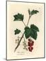 Redcurrant Tree, Ribes Rubrum-James Sowerby-Mounted Giclee Print