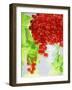 Redcurrants and Leaves, 1996-Norman Hollands-Framed Photographic Print