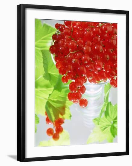 Redcurrants and Leaves, 1996-Norman Hollands-Framed Photographic Print