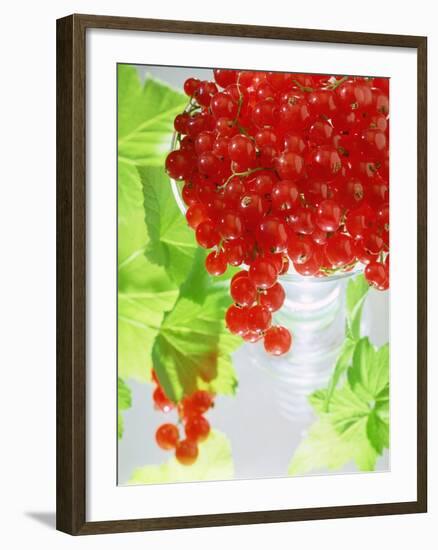 Redcurrants and Leaves, 1996-Norman Hollands-Framed Photographic Print