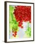 Redcurrants and Leaves, 1996-Norman Hollands-Framed Photographic Print