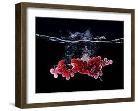Redcurrants Falling into Water-Hermann Mock-Framed Photographic Print