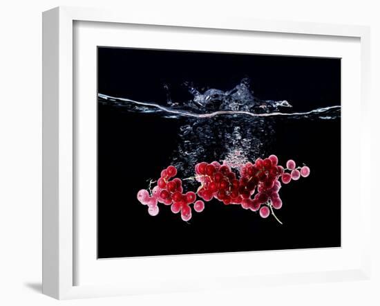 Redcurrants Falling into Water-Hermann Mock-Framed Photographic Print