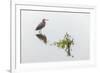 Reddish egret and reflection, South Padre Island, Texas-Adam Jones-Framed Photographic Print