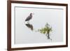Reddish egret and reflection, South Padre Island, Texas-Adam Jones-Framed Photographic Print