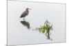 Reddish egret and reflection, South Padre Island, Texas-Adam Jones-Mounted Photographic Print