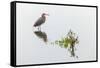 Reddish egret and reflection, South Padre Island, Texas-Adam Jones-Framed Stretched Canvas