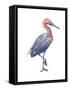 Reddish Egret (Dichromanassa Rufescens), Birds-Encyclopaedia Britannica-Framed Stretched Canvas