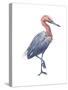 Reddish Egret (Dichromanassa Rufescens), Birds-Encyclopaedia Britannica-Stretched Canvas