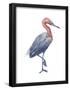 Reddish Egret (Dichromanassa Rufescens), Birds-Encyclopaedia Britannica-Framed Poster