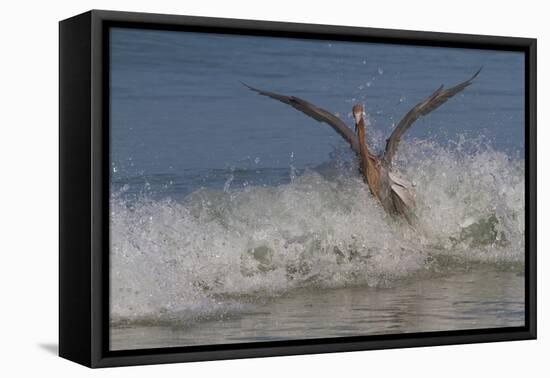 Reddish Egret (Egretta Rufescens) Hunting Small Marine Fish at Surf's Edge-Lynn M^ Stone-Framed Stretched Canvas