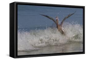 Reddish Egret (Egretta Rufescens) Hunting Small Marine Fish at Surf's Edge-Lynn M^ Stone-Framed Stretched Canvas