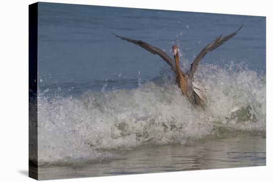 Reddish Egret (Egretta Rufescens) Hunting Small Marine Fish at Surf's Edge-Lynn M^ Stone-Stretched Canvas