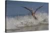 Reddish Egret (Egretta Rufescens) Hunting Small Marine Fish at Surf's Edge-Lynn M^ Stone-Stretched Canvas
