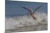 Reddish Egret (Egretta Rufescens) Hunting Small Marine Fish at Surf's Edge-Lynn M^ Stone-Mounted Premium Photographic Print