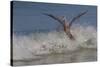 Reddish Egret (Egretta Rufescens) Hunting Small Marine Fish at Surf's Edge-Lynn M^ Stone-Stretched Canvas