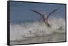 Reddish Egret (Egretta Rufescens) Hunting Small Marine Fish at Surf's Edge-Lynn M^ Stone-Framed Stretched Canvas