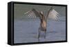 Reddish Egret (Egretta Rufescens) Hunting Small Marine Fish at Surf's Edge-Lynn M^ Stone-Framed Stretched Canvas