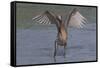 Reddish Egret (Egretta Rufescens) Hunting Small Marine Fish at Surf's Edge-Lynn M^ Stone-Framed Stretched Canvas