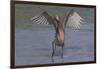 Reddish Egret (Egretta Rufescens) Hunting Small Marine Fish at Surf's Edge-Lynn M^ Stone-Framed Premium Photographic Print