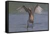 Reddish Egret (Egretta Rufescens) Hunting Small Marine Fish at Surf's Edge-Lynn M^ Stone-Framed Stretched Canvas