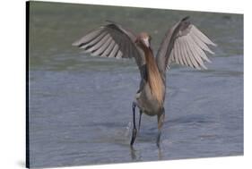 Reddish Egret (Egretta Rufescens) Hunting Small Marine Fish at Surf's Edge-Lynn M^ Stone-Stretched Canvas