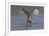 Reddish Egret (Egretta Rufescens) Hunting Small Marine Fish at Surf's Edge-Lynn M^ Stone-Framed Photographic Print