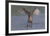 Reddish Egret (Egretta Rufescens) Hunting Small Marine Fish at Surf's Edge-Lynn M^ Stone-Framed Photographic Print