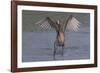 Reddish Egret (Egretta Rufescens) Hunting Small Marine Fish at Surf's Edge-Lynn M^ Stone-Framed Photographic Print