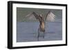 Reddish Egret (Egretta Rufescens) Hunting Small Marine Fish at Surf's Edge-Lynn M^ Stone-Framed Photographic Print