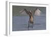 Reddish Egret (Egretta Rufescens) Hunting Small Marine Fish at Surf's Edge-Lynn M^ Stone-Framed Photographic Print