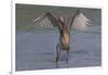 Reddish Egret (Egretta Rufescens) Hunting Small Marine Fish at Surf's Edge-Lynn M^ Stone-Framed Photographic Print