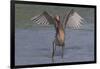 Reddish Egret (Egretta Rufescens) Hunting Small Marine Fish at Surf's Edge-Lynn M^ Stone-Framed Photographic Print